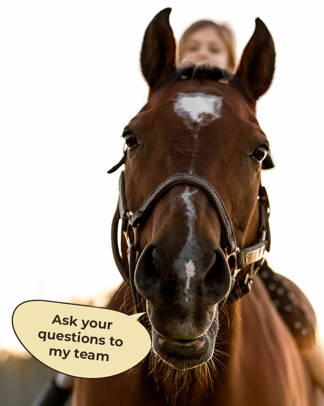 Spirit Horse with a speech bubble that says “Ask your questions to my team”